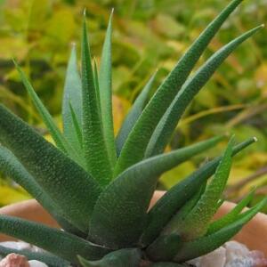 Haworthia glabrata - 5 Seed Pack