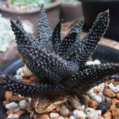 Haworthia scabra - 5 Seed Pack