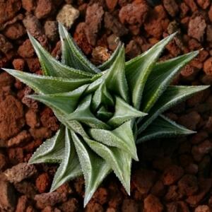 Haworthia tortuosa - 5 Seed Pack