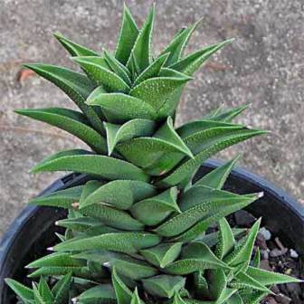 Haworthia viscosa - 5 Seed Pack - Image 2