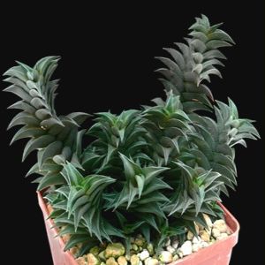 Haworthia viscosa - 5 Seed Pack - Image 10