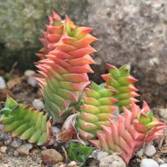 Haworthia viscosa - 5 Seed Pack - Image 11