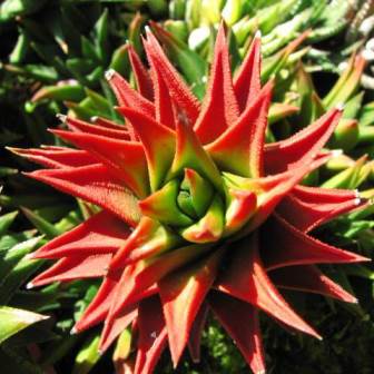 Haworthia viscosa - 5 Seed Pack - Image 12