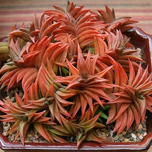 Haworthia viscosa - 5 Seed Pack - Image 13