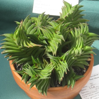 Haworthia viscosa - 5 Seed Pack - Image 3