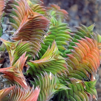 Haworthia viscosa - 5 Seed Pack - Image 4