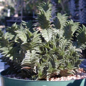 Haworthia viscosa - 5 Seed Pack - Image 5