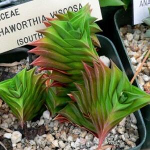 Haworthia viscosa - 5 Seed Pack