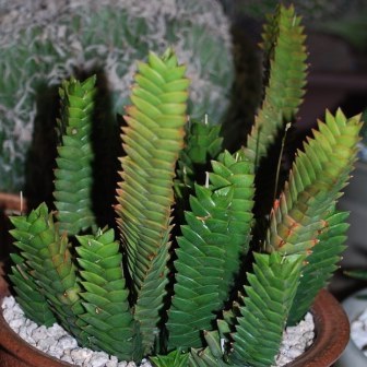Haworthia viscosa - 5 Seed Pack - Image 6