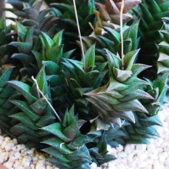 Haworthia viscosa - 5 Seed Pack - Image 7