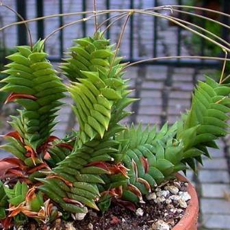 Haworthia viscosa - 5 Seed Pack - Image 8