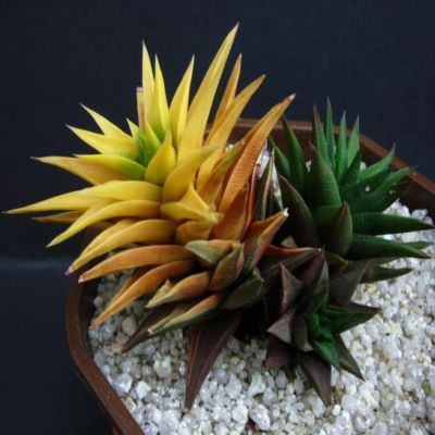 Haworthia viscosa - 5 Seed Pack - Image 9