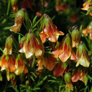 Hermannia pinnata (Mahernia verticillata) - Orange Hermannia, Doll's Rose; Kwasblaar Kruip Poprosie - 10 Seed Pack