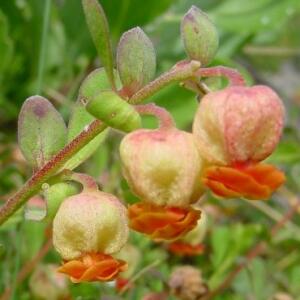 Hermannia ternifolia - Sweet Doll's-rose; Tandebossie - 10 Seed Pack