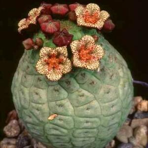 Larryleachia cactiformis - 5 Seed Pack