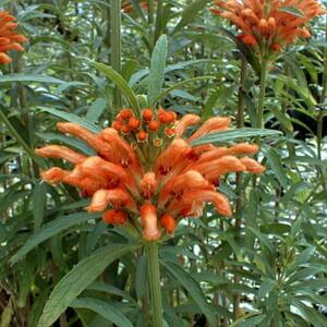 Leonotis intermedia - Wild Dagga, Broad-leaved Leonotis, Minaret Flower - 5 Seed Pack
