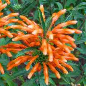 Leonotis ocymifolia var. raineriana - 5 Seed Pack