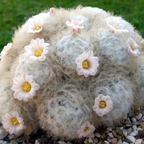 Mammillaria plumosa - Feather Cactus - 5 Seed Pack