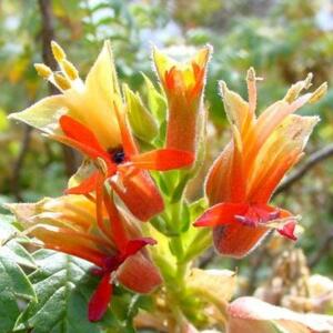 Melianthus comosus - Honey flower; Kruidjie-roer-my-nie - 5 Seed Pack
