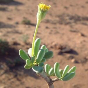 Othonna cylindrica (Crassothonna cylindrica) - Ossierapuisbos - 5 Seed Pack