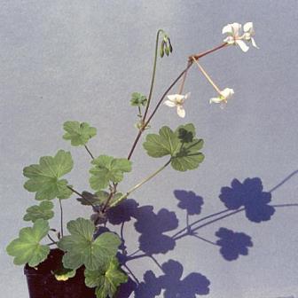 Pelargonium acraeum - Horseshoe Pelargonium; Wildemalva - 5 Seed Pack - Image 2