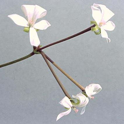 Pelargonium acraeum - Horseshoe Pelargonium; Wildemalva - 5 Seed Pack - Image 3