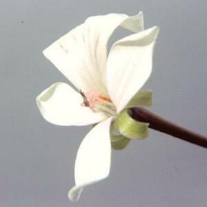 Pelargonium acraeum - Horseshoe Pelargonium; Wildemalva - 5 Seed Pack
