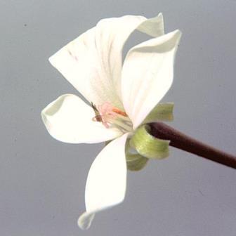 Pelargonium acraeum - Horseshoe Pelargonium; Wildemalva - 5 Seed Pack