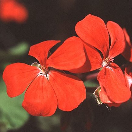 Pelargonium inquinans - T'neitjie - 5 Seed Pack - Image 2