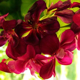 Pelargonium inquinans - T'neitjie - 5 Seed Pack