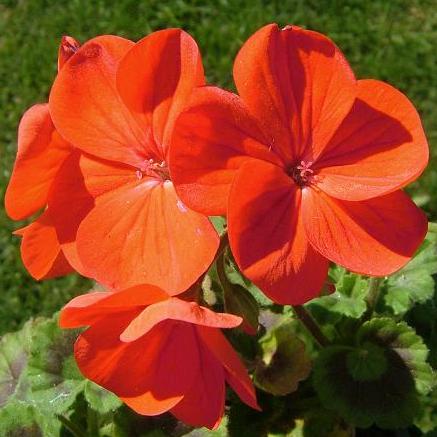 Pelargonium inquinans - T'neitjie - 5 Seed Pack - Image 3