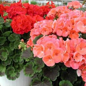 Pelargonium zonale - Horseshoe Geranium; Wildemalva - 5 Seed Pack