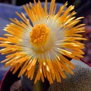 Pleiospilos nelii - Stone Plants, Split Rocks, Mimicry Plants - 10 Seed Pack - Image 2