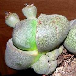 Pleiospilos nelii - Stone Plants, Split Rocks, Mimicry Plants - 10 Seed Pack - Image 4