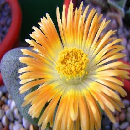 Pleiospilos nelii - Stone Plants, Split Rocks, Mimicry Plants - 10 Seed Pack - Image 5