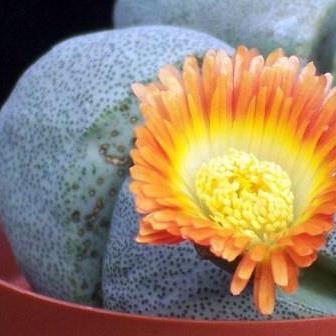 Pleiospilos nelii - Stone Plants, Split Rocks, Mimicry Plants - 10 Seed Pack - Image 6