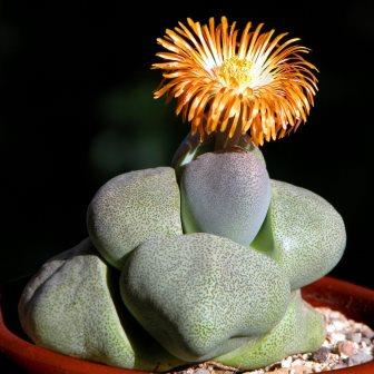 Pleiospilos nelii - Stone Plants, Split Rocks, Mimicry Plants - 10 Seed Pack - Image 7