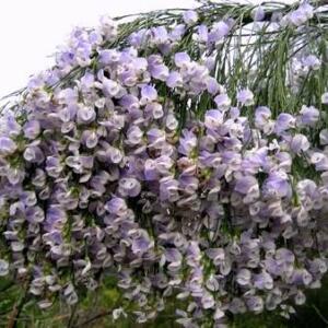 Psoralea fleta - Weeping Blue Broom, Blue Willow Pea - 5 Seed Pack