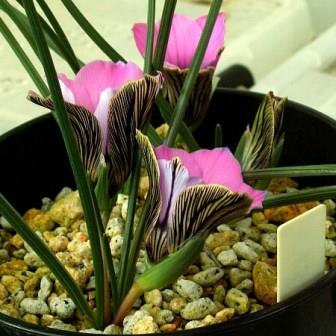 Romulea atrandra - 5 Seed Pack - Image 2