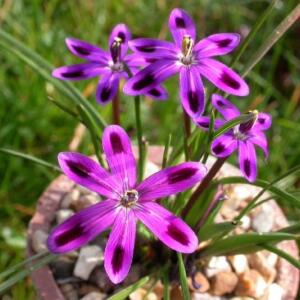 Romulea hantamensis - 5 Seed Pack