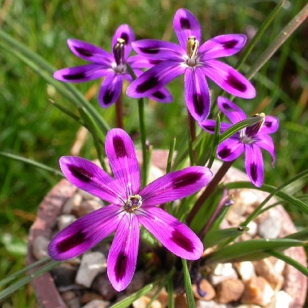 Romulea hantamensis - 5 Seed Pack