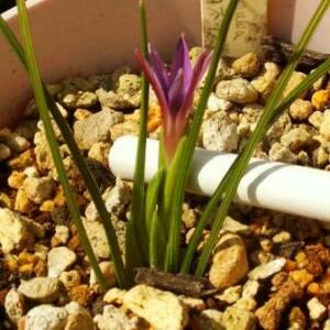 Romulea kamisensis - 5 Seed Pack