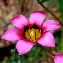 Romulea subfistulosa (Romulea vanzyliae) - 5 Seed Pack