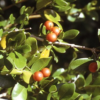 Strychnos henningsii - Koffiehardepeer; Coffee Hard Pear - 3 Seed Pack