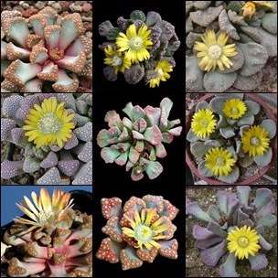 Titanopsis Mixed Species - 10 Seed Pack