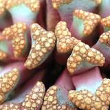 Titanopsis hugo schlechteri - 5 Seed Pack - Image 2