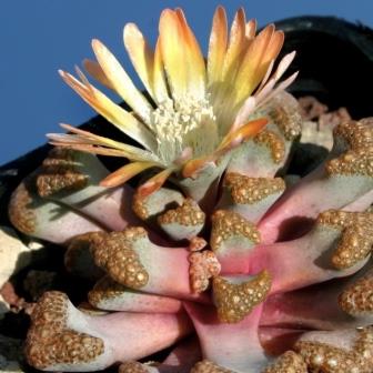 Titanopsis hugo schlechteri - 5 Seed Pack - Image 3