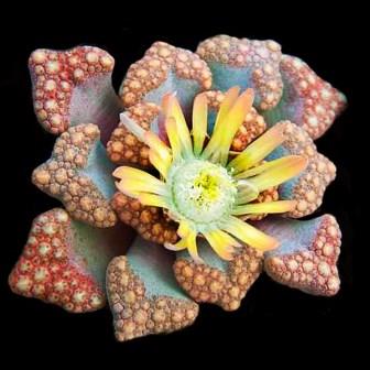 Titanopsis hugo schlechteri - 5 Seed Pack
