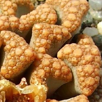 Titanopsis hugo schlechteri - 5 Seed Pack - Image 6