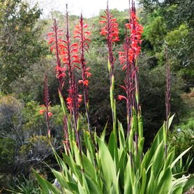 Watsonia vanderspuyiae - Bergsuurkanol, Suurkanol, Suursteel - 5 Seed Pack